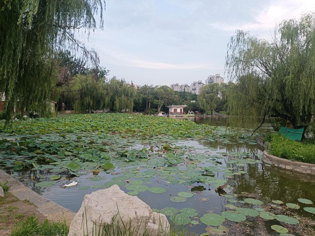 形意拳也讲究
意，气，力相催，
步伐也讲究
蹬，拔，含，续，
一字一劲，缺一不可