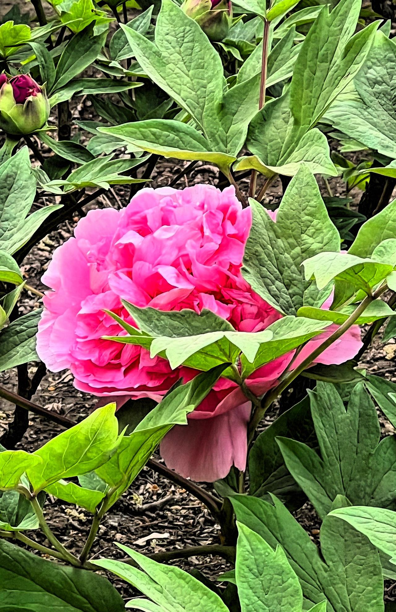 春日赏花：牡丹花很美，叶子嫩绿，半遮半掩的样子真好看，粉艳映翠叶，花影入画来。春