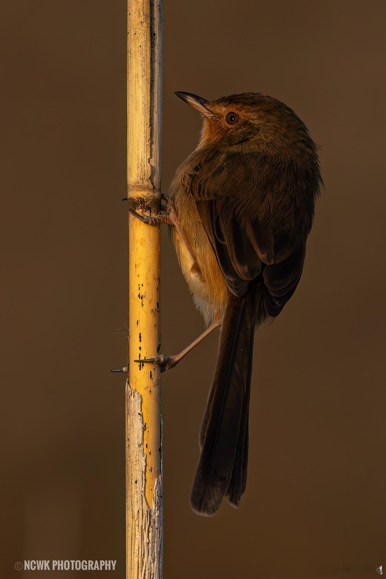 做自然的朋友奇妙生物圈 周末没拍到短耳鸮，从我脸前面飞过去来不及调参数了，享受这