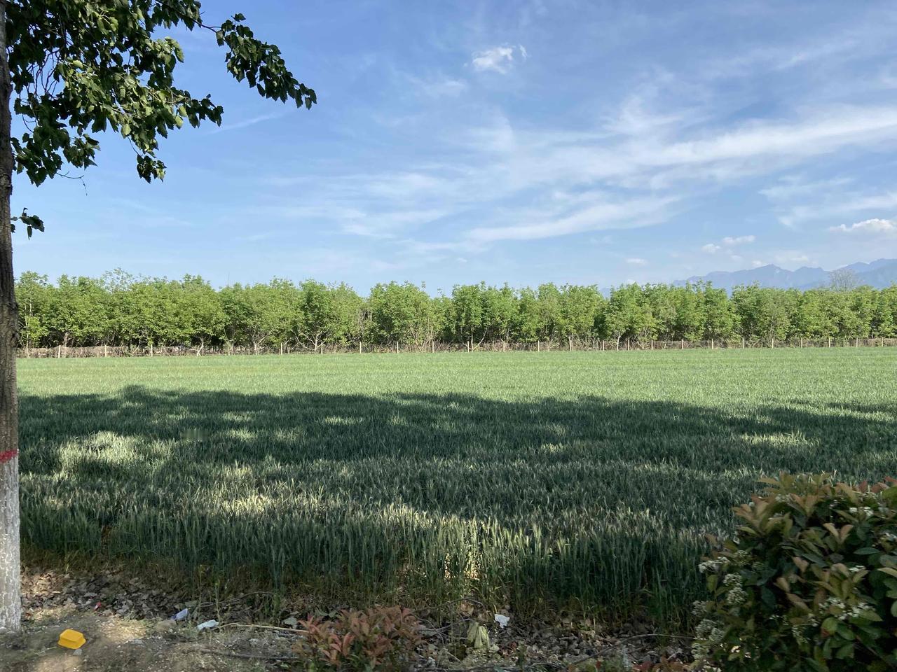 🌲绿树成荫美景，让人心旷神怡