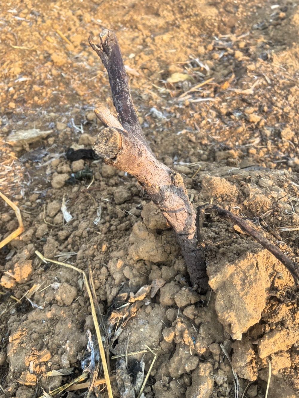 北方种无花果真是太难了！我棚外的无花果树，秋后我又是用土深埋，又是盖塑料布、棉被