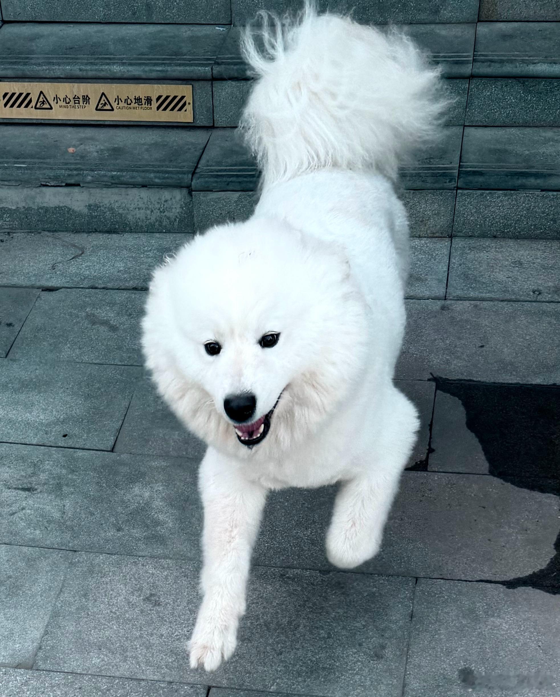 私自出逃的狗🐶 