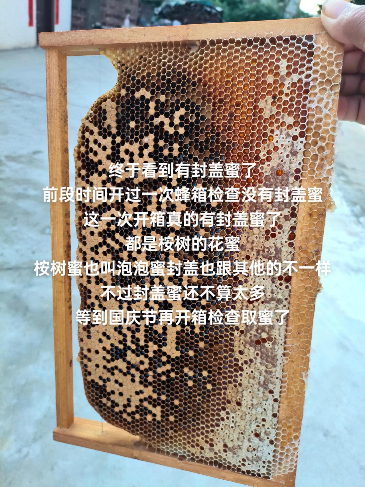 终于看到有封盖蜜了
前段时间开过一次蜂箱检查没有封盖蜜
这一次开箱真的有封盖蜜了