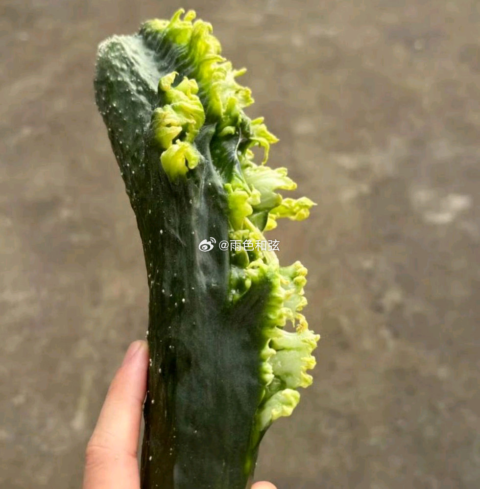 这黄瓜是忘记喝孟婆汤了吗 