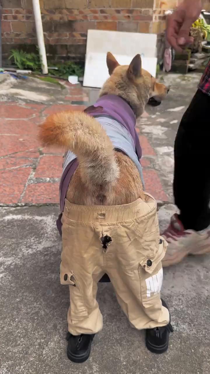 萌宠时装秀·狗狗穿裤子你见过吗？