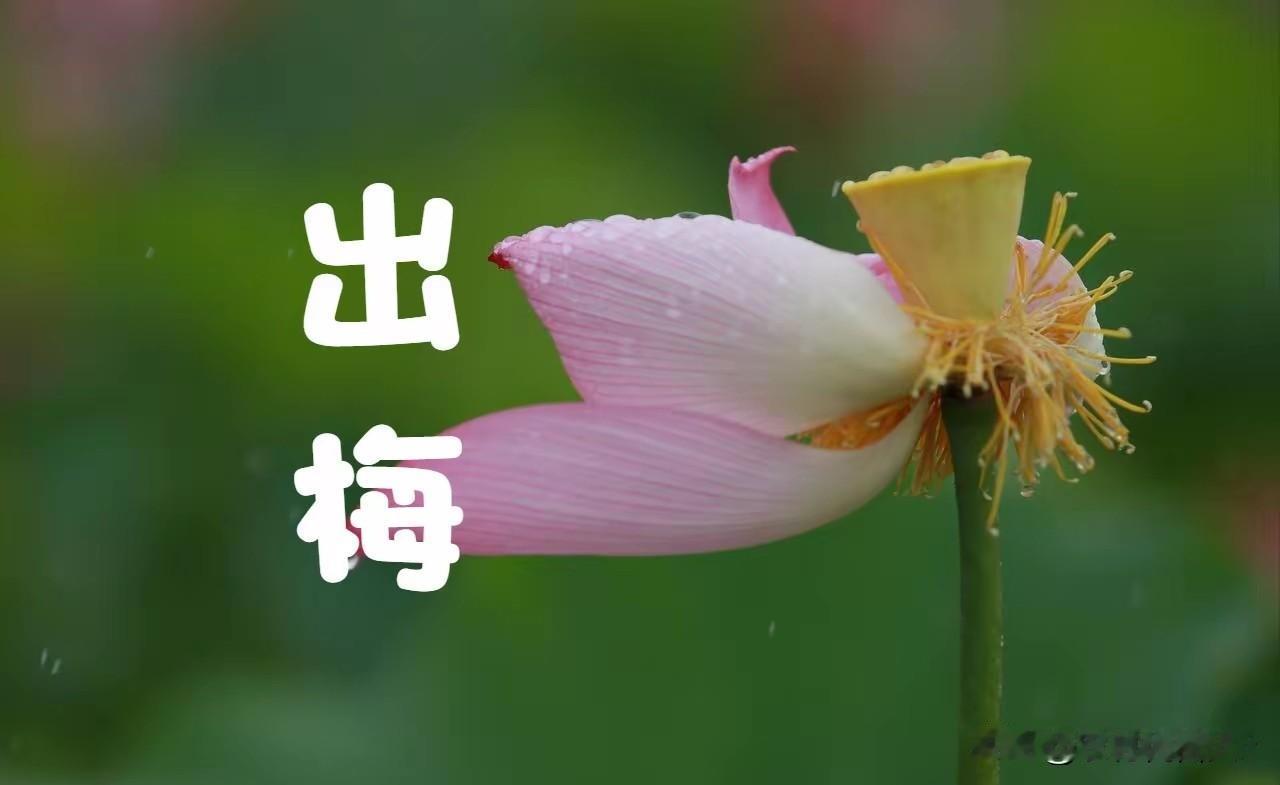 老人说“最怕出梅下雨”，今日出梅，下雨有啥预兆？农谚怎么说
 
今天出梅了！熬过