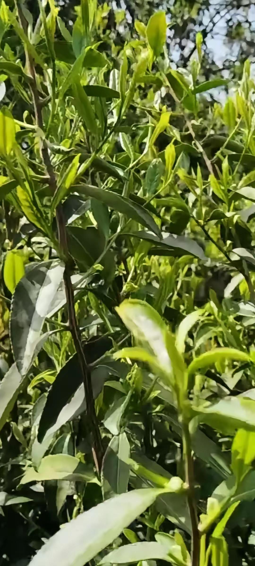 婶婶，昨天被儿媳妇打了，婶婶带孙女去打麻将，把自己的手机给她孙女玩，自己打麻将，