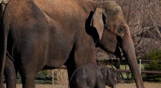 【两头濒危大象在泰国军队炮击柬埔寨领土时丧生。】 一头雌象和它刚出生的小象在袭击