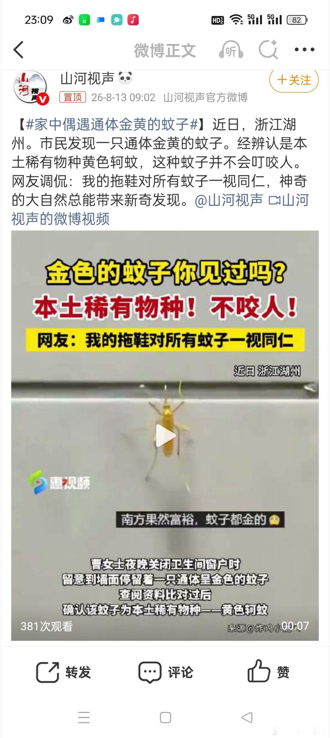 家中偶遇通体金黄的蚊子蚊子见多了，金色的蚊子你见过没有？真的是大开眼界了，关键这