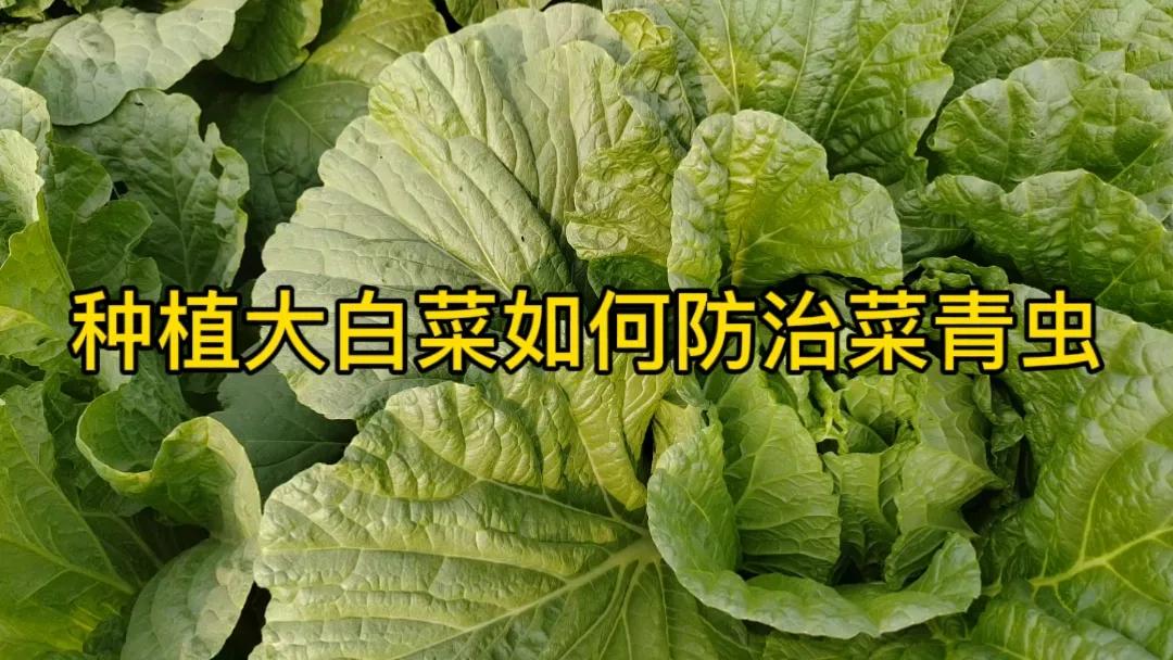 #种植大白菜,如何预防菜青虫?#预防大白菜菜青虫可从以下几方面入手。首先，实行轮