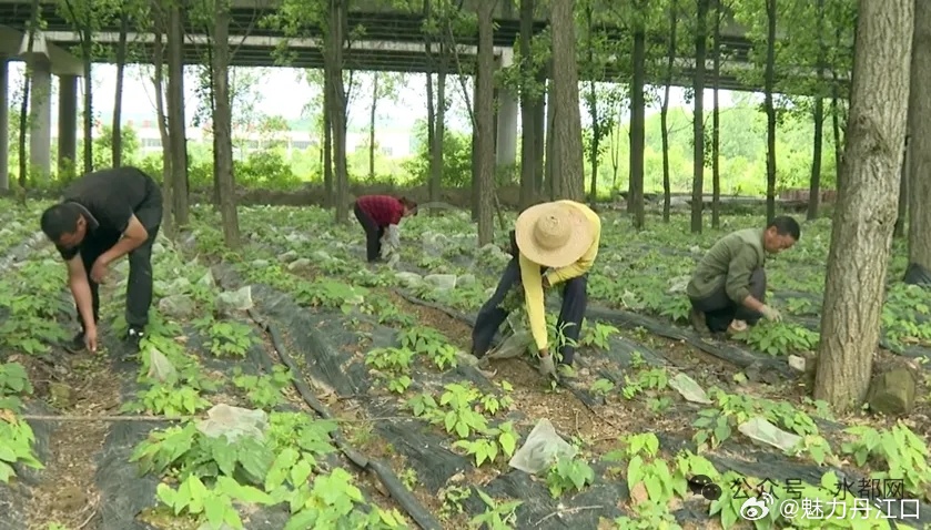【生态丹江口】丹江口这个村绿水青山变“绿色银行”，共富有“良方” 丹江口市丁家营