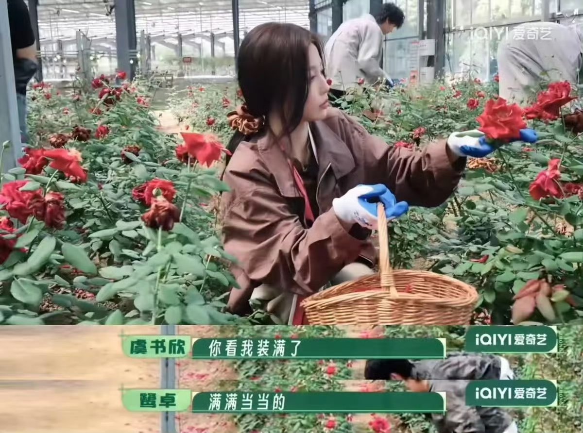虞书欣手里有活嘴上有梗虞书欣做客种地吧活力值拉满，埋头采摘劳作一刻不停。 