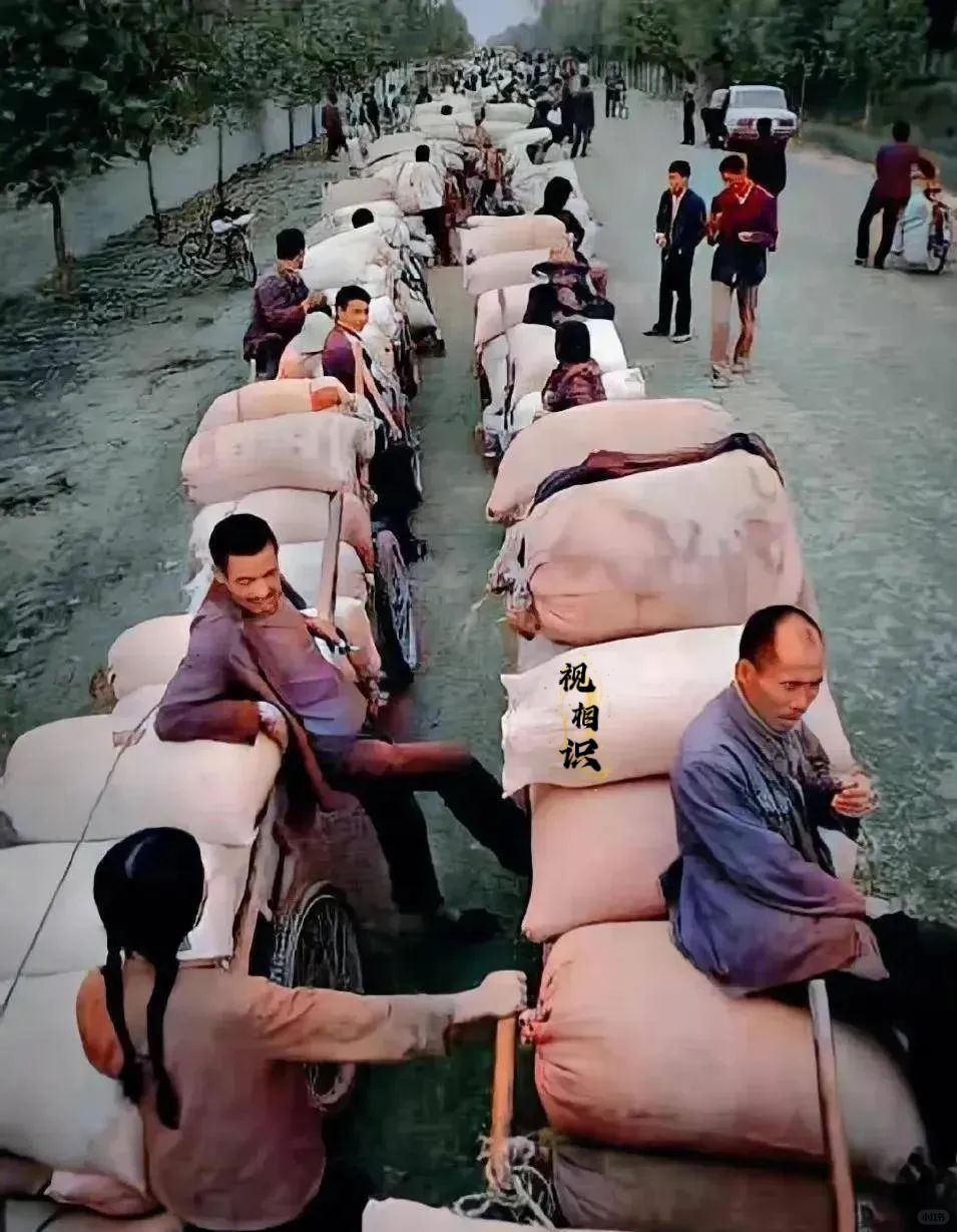 80年代，农民们排队交公粮的老照片，镜头中可以看到大家拉着板车，板车上堆满了麻袋...