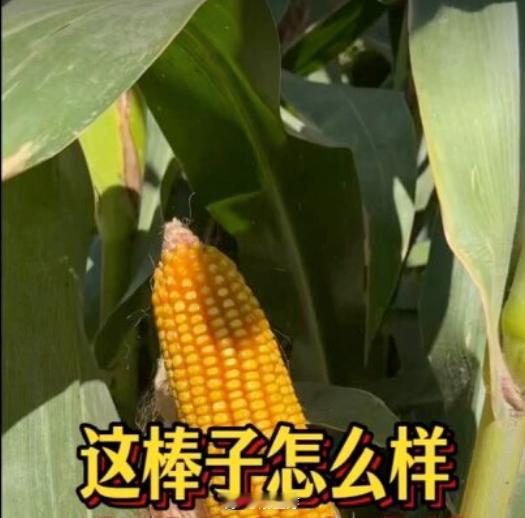 棒子球队：金泉尚武vs全北现代  风向：让负温度：0-2 1-3棒子球队：济州S