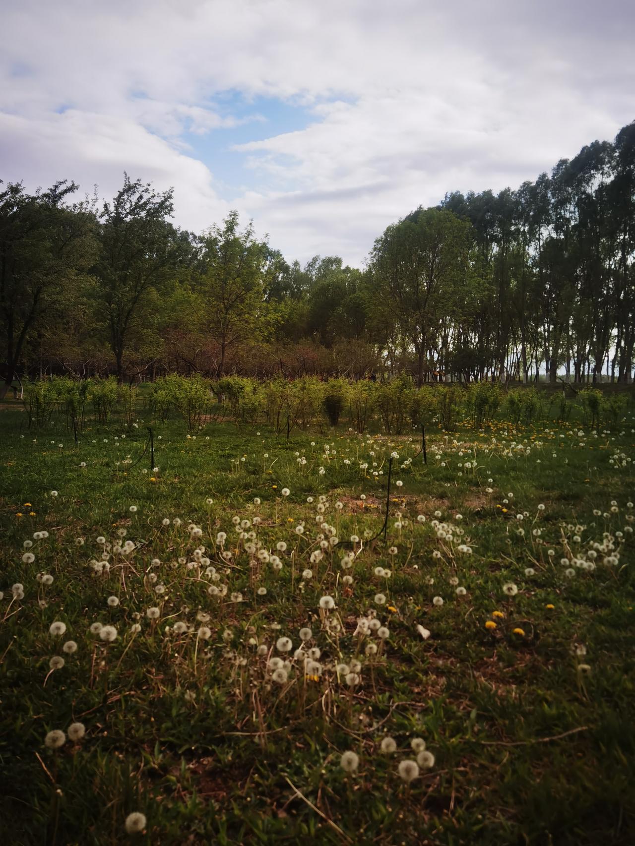 春天一日游
风景别样好
除了百花艳
还有小白球