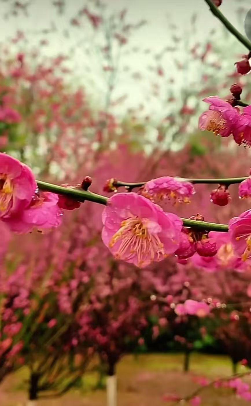 今天去看望96岁的大伯，大伯的一句话让我心酸又欣慰。

大伯和伯母一直和儿子一家