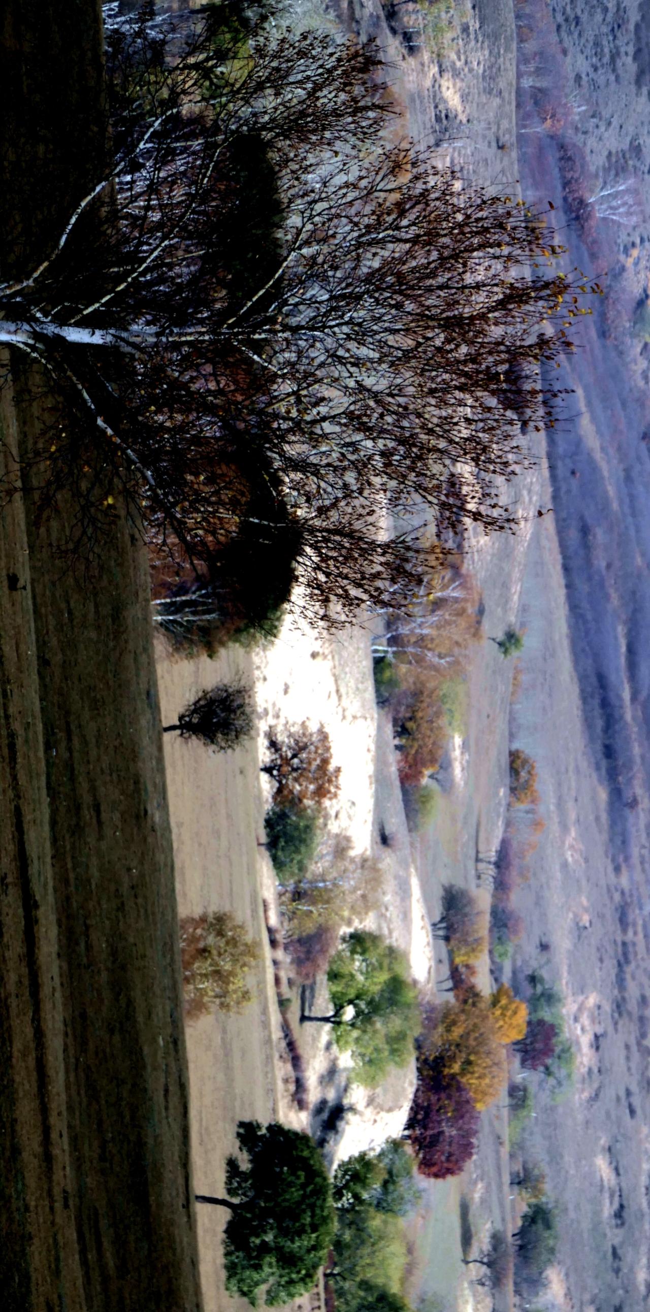 秋后塞罕垻的风景如景