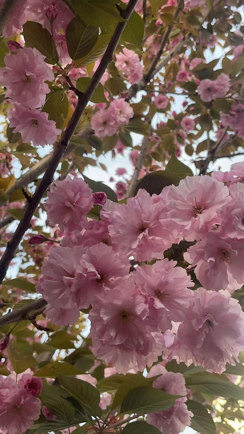 今年春天最想实现的心愿中国第四艘航母能官宣：一定要是核动力！舷号19，命名必是“