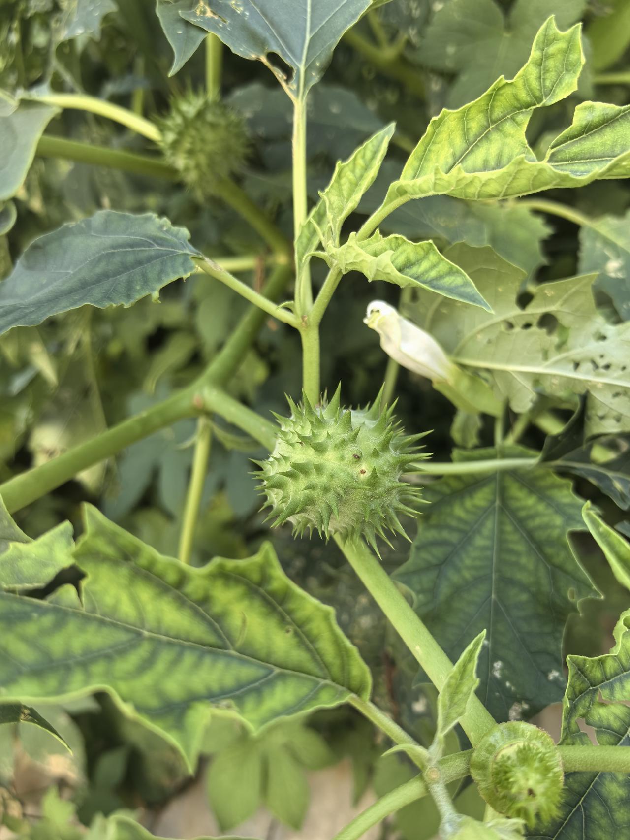 认识这是什么品种的植物吗？
请友友们说出名字！