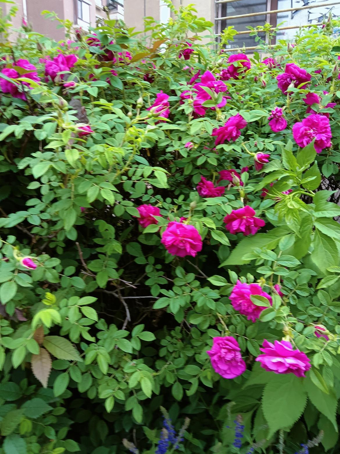 繁花似锦的玫瑰丛，色彩斑斓，生机勃勃！🌸🌺🌹这丛玫瑰花开得真鲜艳啊！红玫瑰
