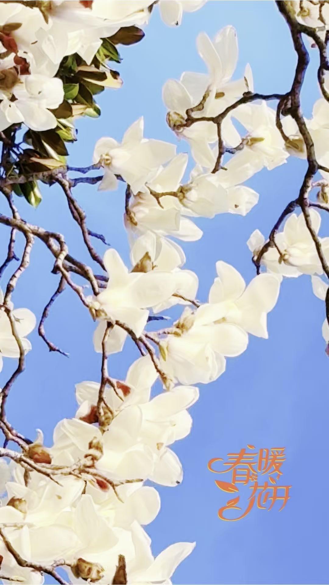 当那满树繁花在微风中轻轻颤动，洁白的花瓣仿佛给整个世界披上了一层梦幻的薄纱。阳光