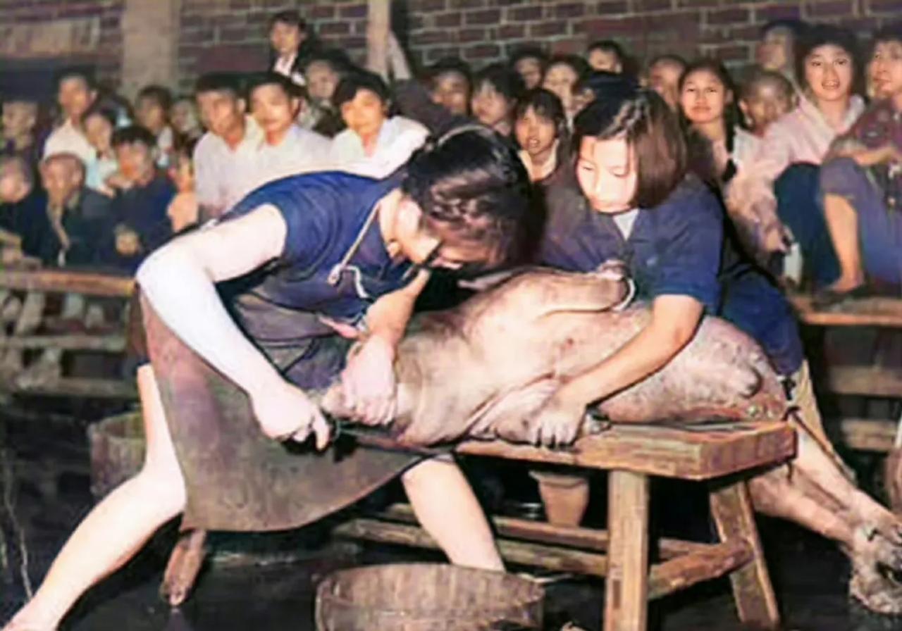 50年代，山西某国营农场里，两个“杀猪匠”正在展示杀猪技术，他们的手法非常熟练，