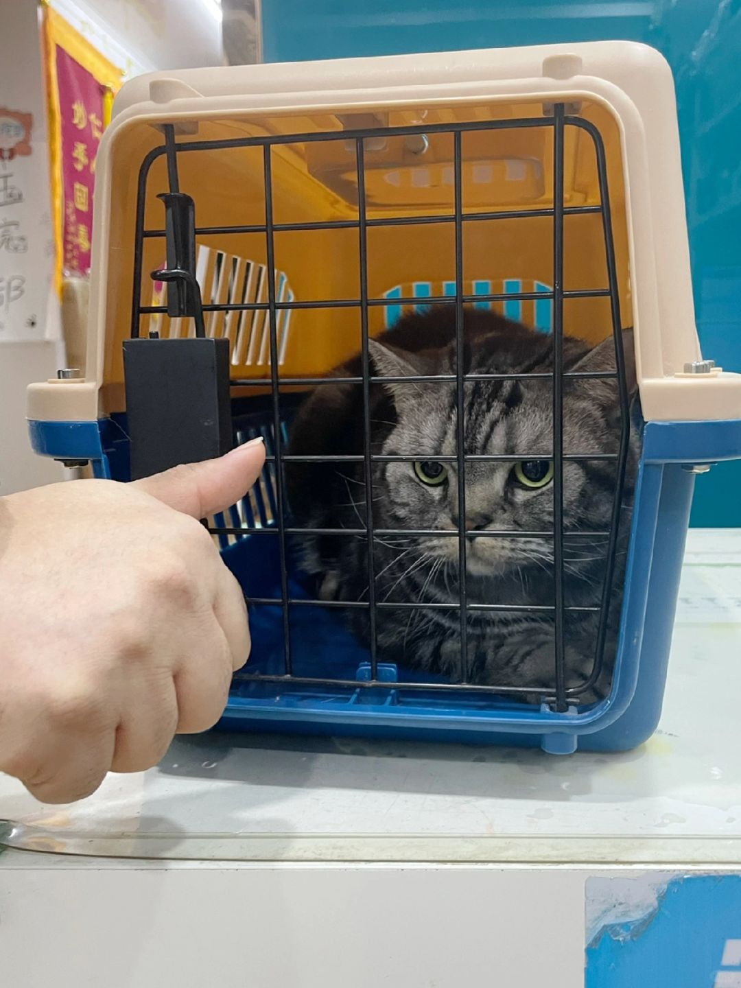 别的猫来报恩，你是来报仇的吧？
