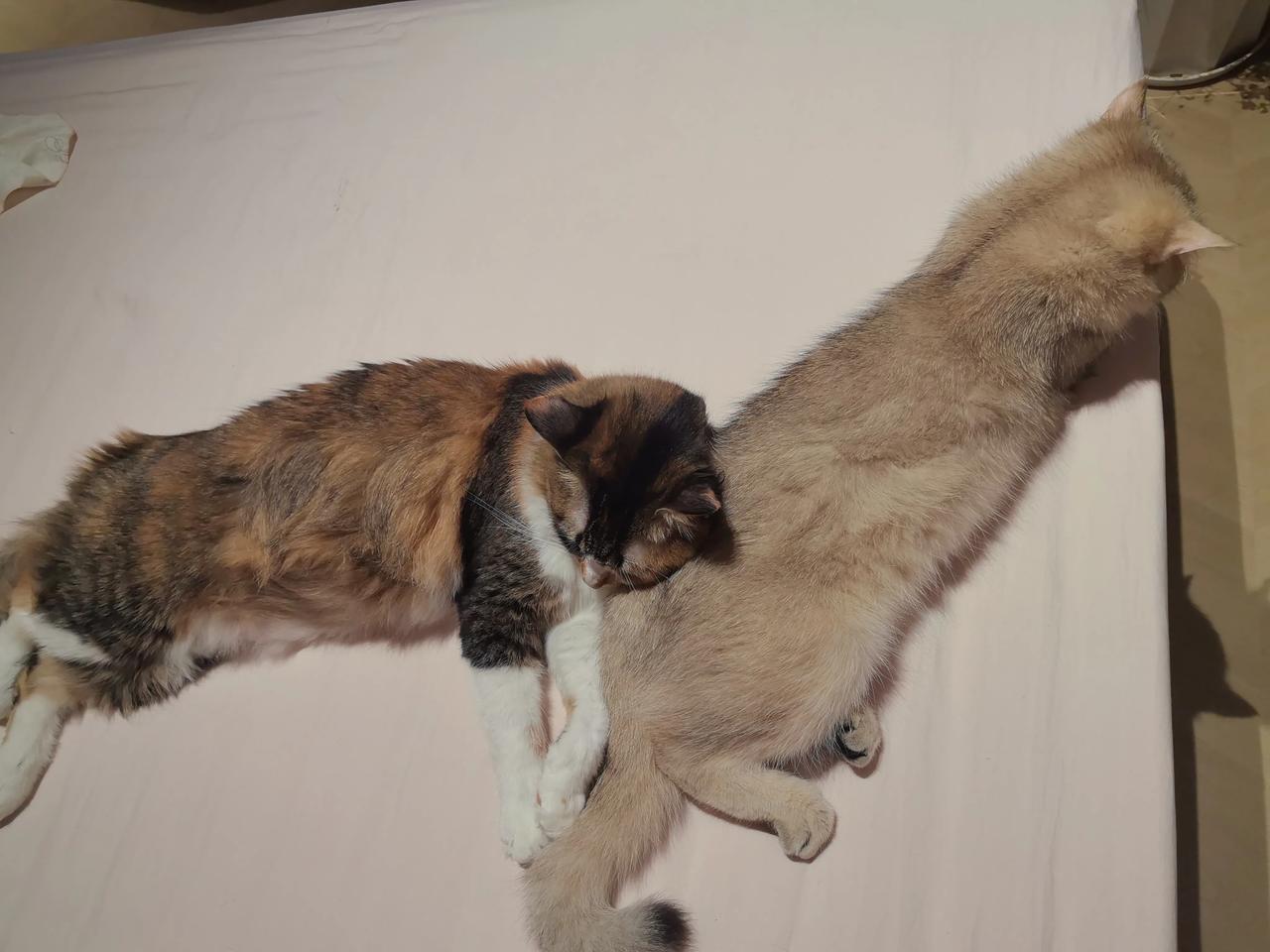 你认为属于你的幸福是什么爱的人常在身边就是最大的幸福，知足常乐