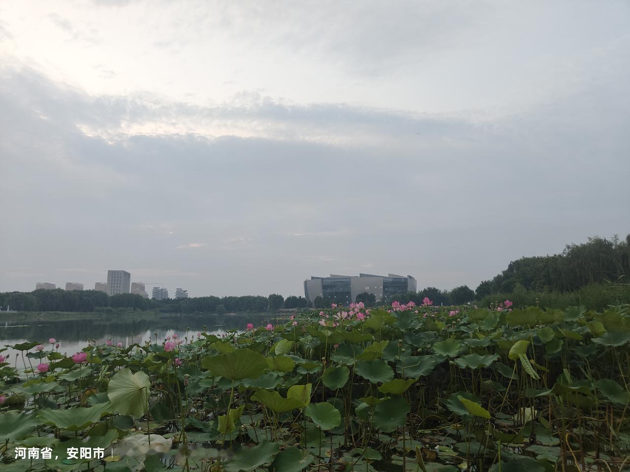 接天莲叶无穷碧