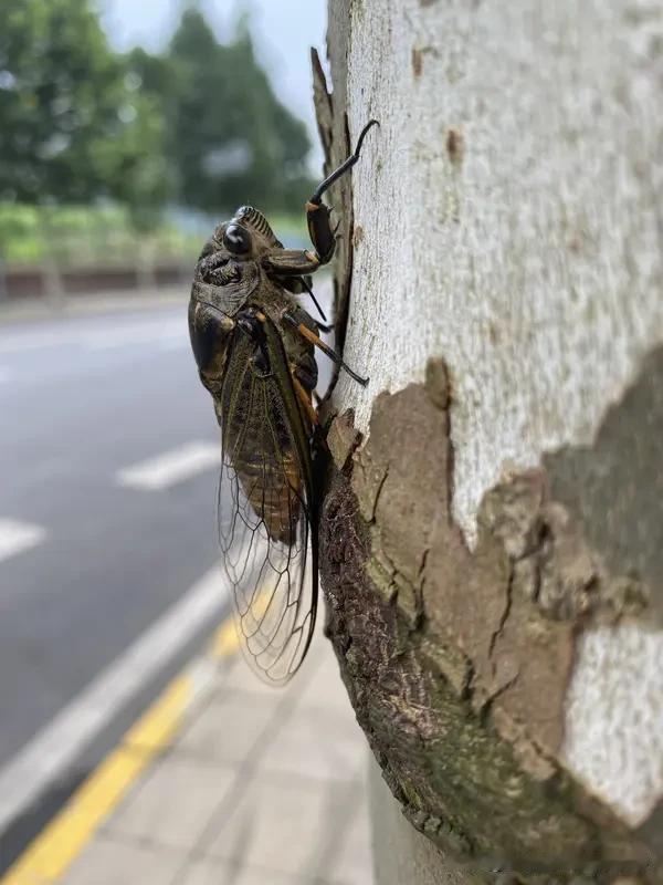 上联:春色撩人蜂蝶闹
下联:夏日烦客蛙蝉呜