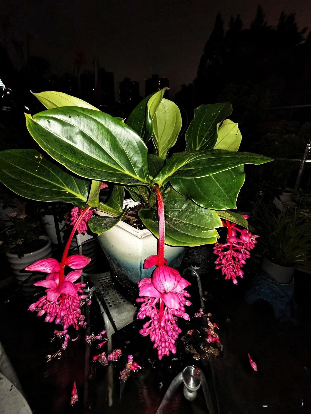 你认识这种花吗？

昨晚散步，在路边看见这盆非常亮眼的花，就拍了下来，今天查资料