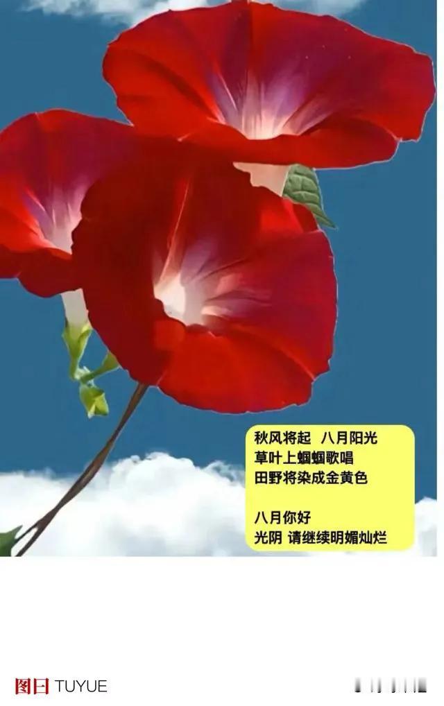 带着缕七月阳光
来到八月了
．
你说  八月更灿烂
赶在立秋前
收集足够阳光
草