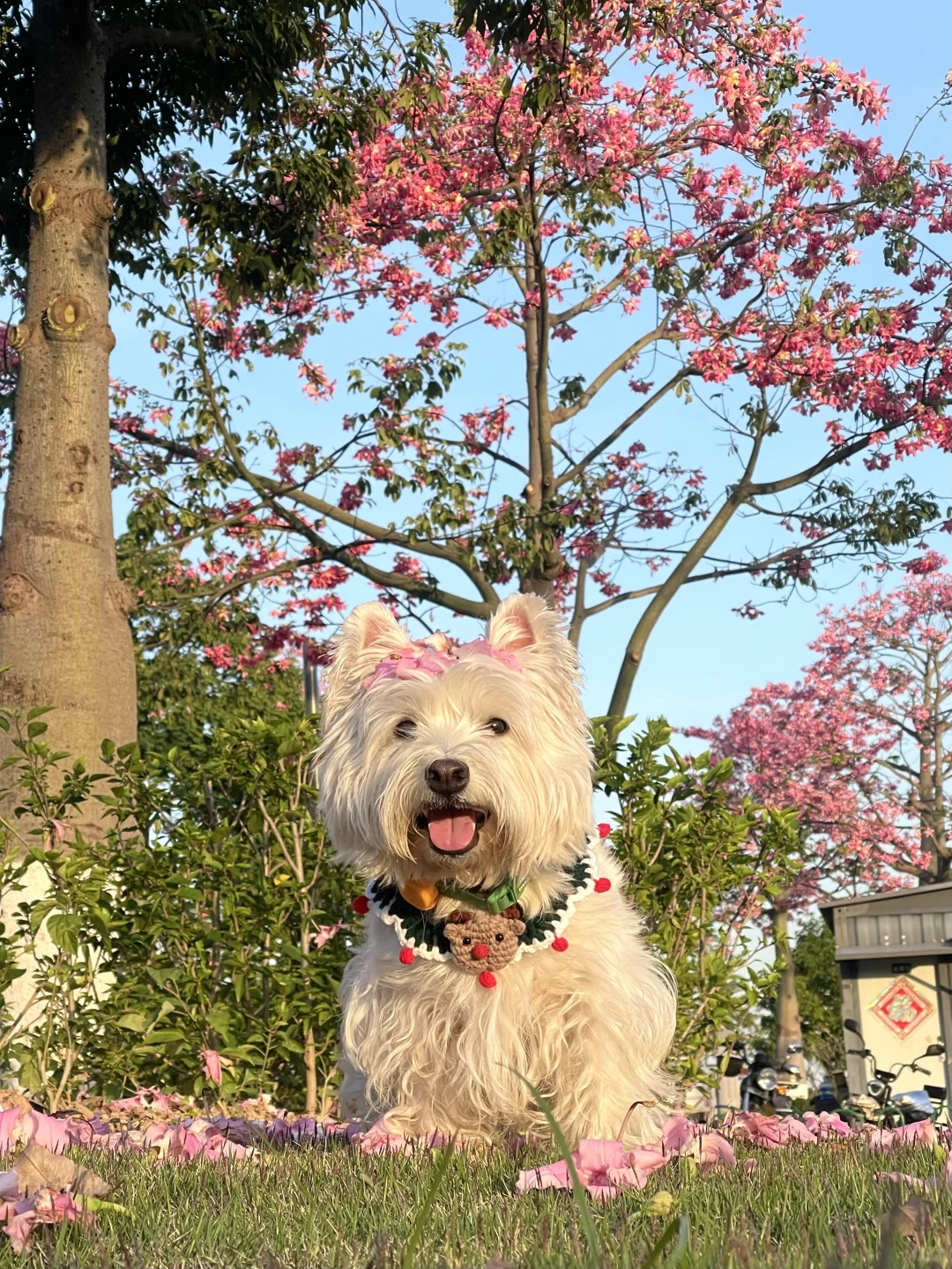 南方小狗冬天看不到雪 只能赏花咯