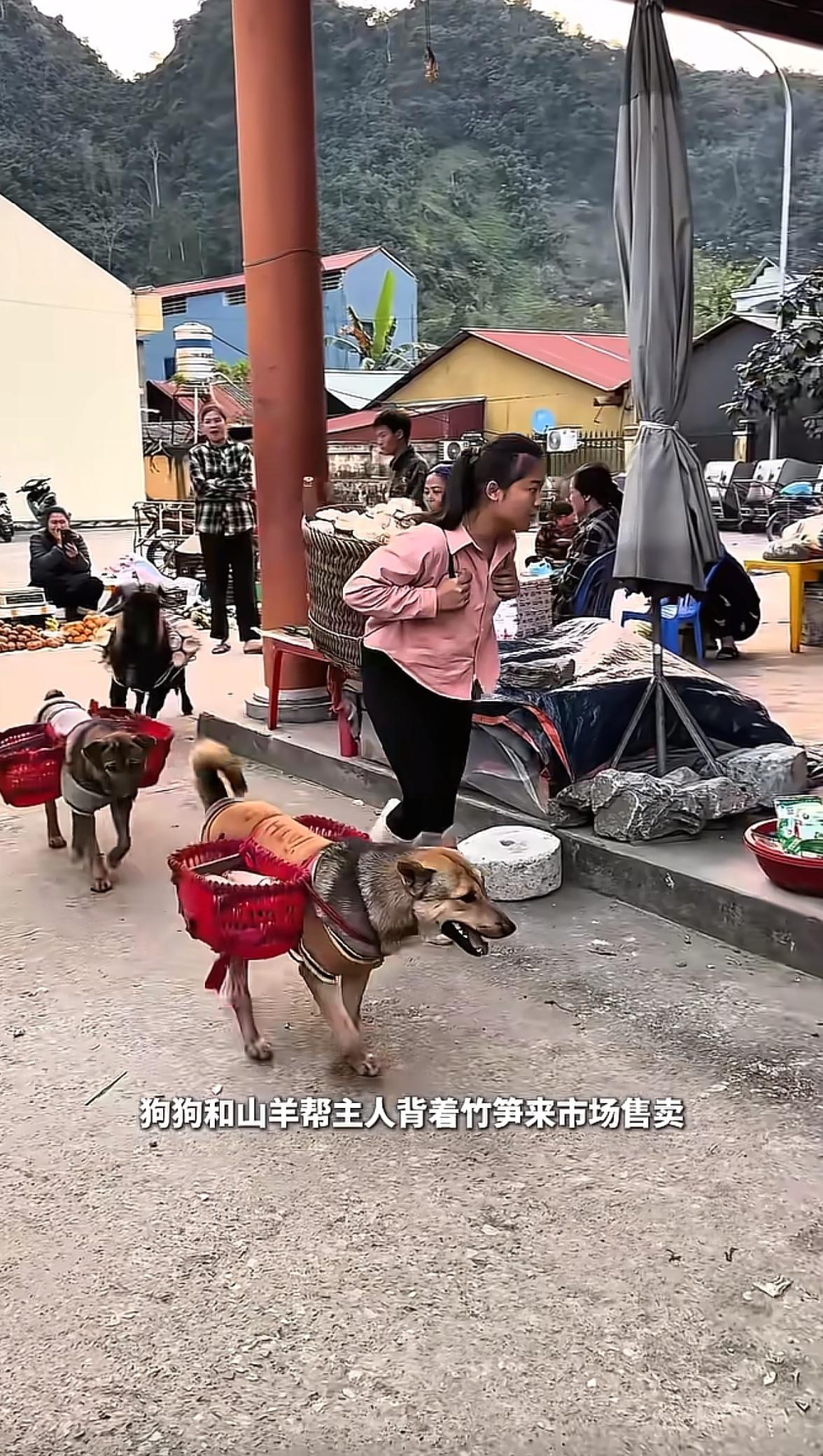 女子背着一大筐竹笋来市场售卖，
但没想到的是，
紧跟其后还有3个特别的小帮手，