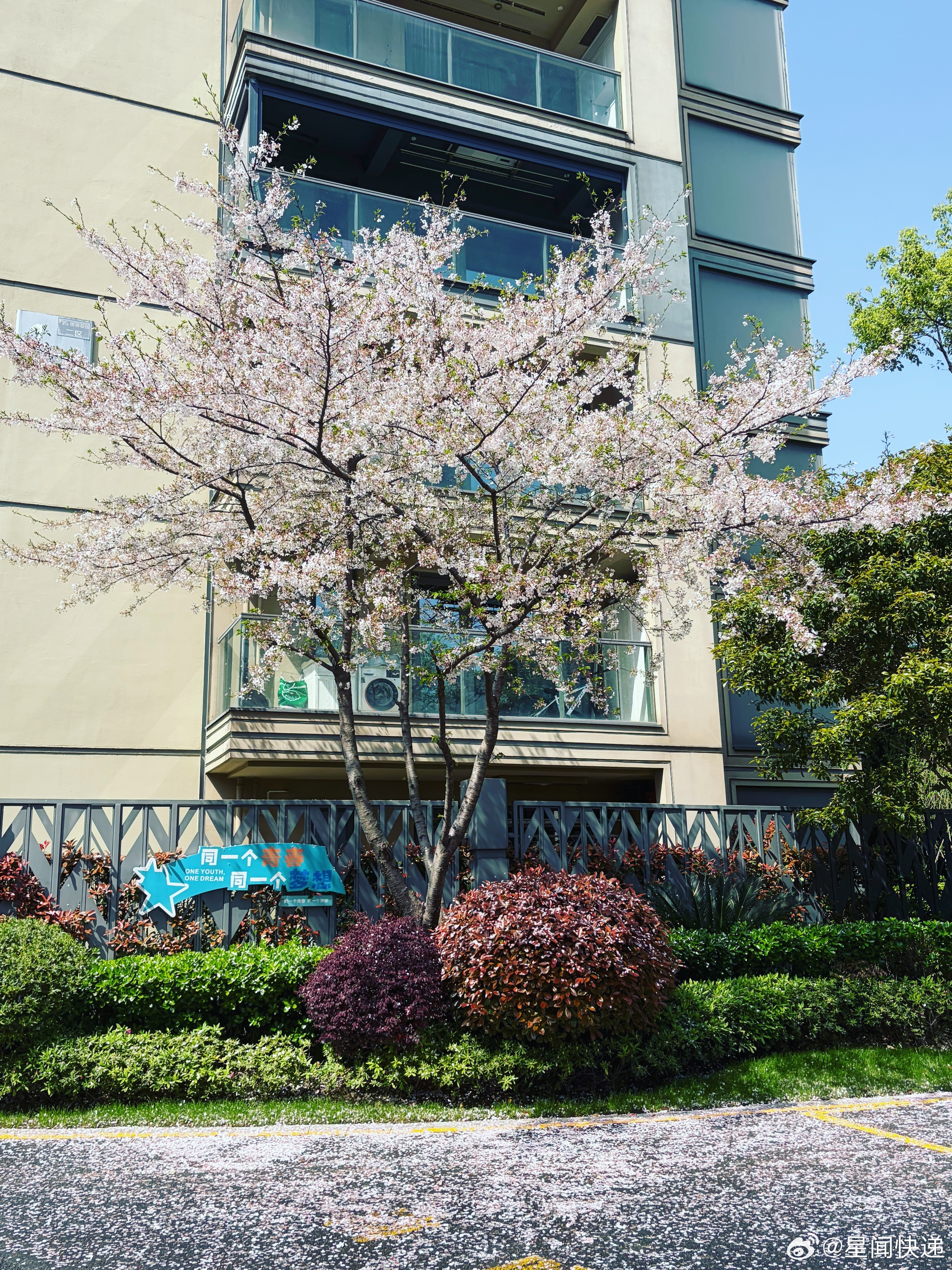 随手拍每年小区里面这株樱花都开的很旺！ 杭州·地铁绿城・杨柳郡