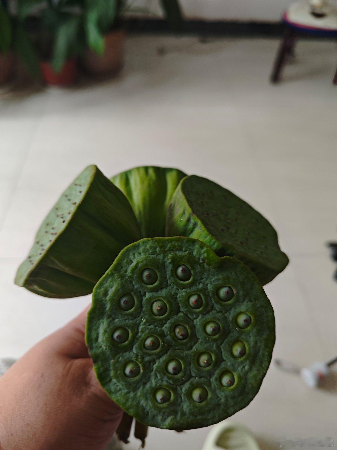 白洋淀的荷花开了，莲蓬里长了可爱的莲实，把莲蓬钻成一个个小洞，露出一个头。早市上