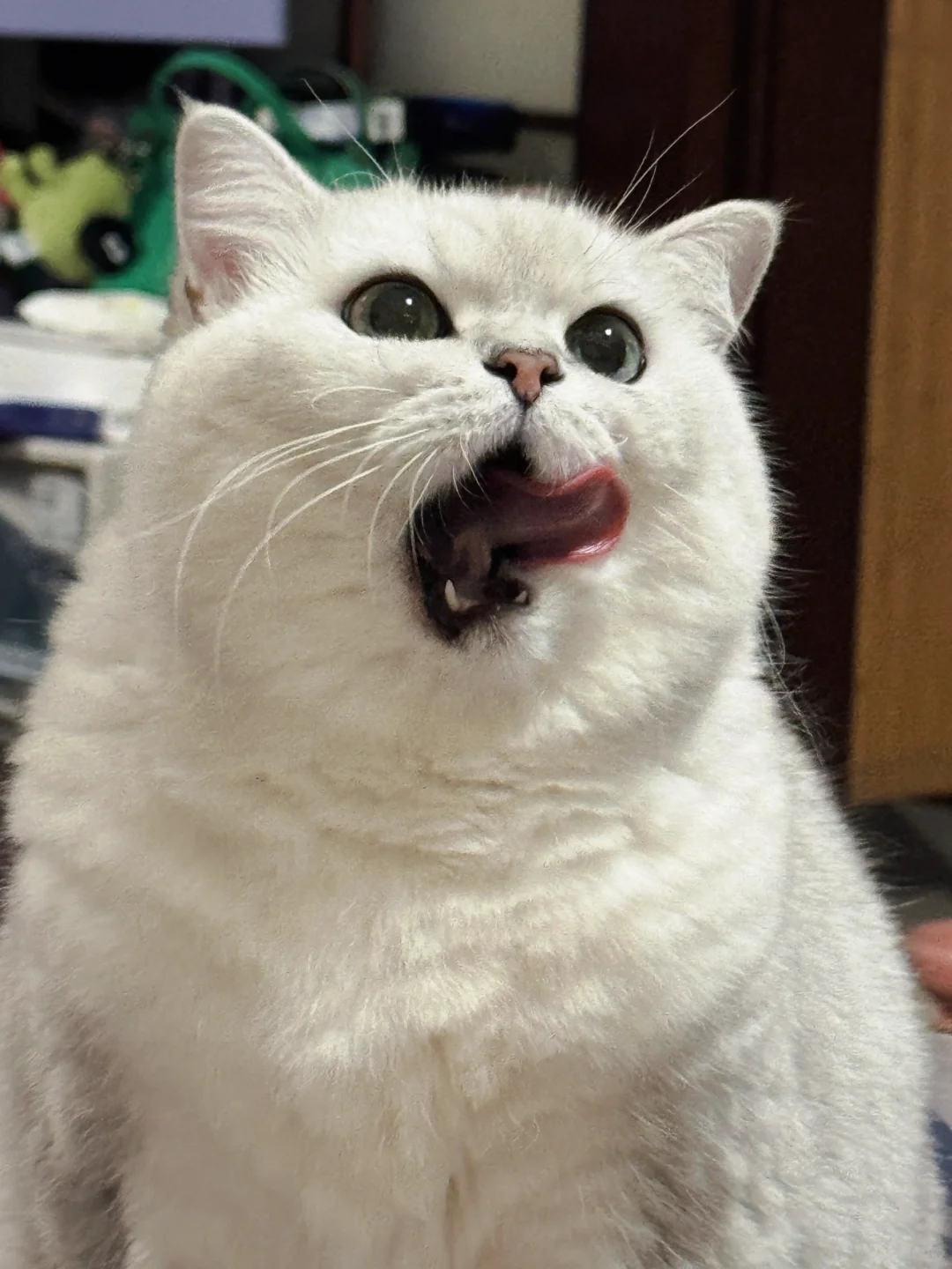 可爱无题🐱👅