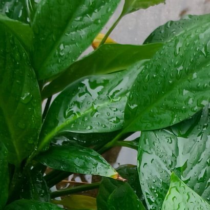 又是雨蒙蒙的一天啊。早ﾉ☀啊各位！ 
