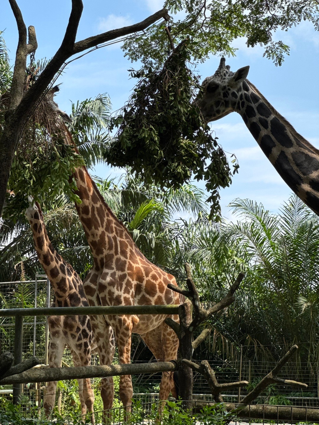 喂 你走路不看鹿🦒呀新加坡动物园真的很零距离新加坡  ​​​