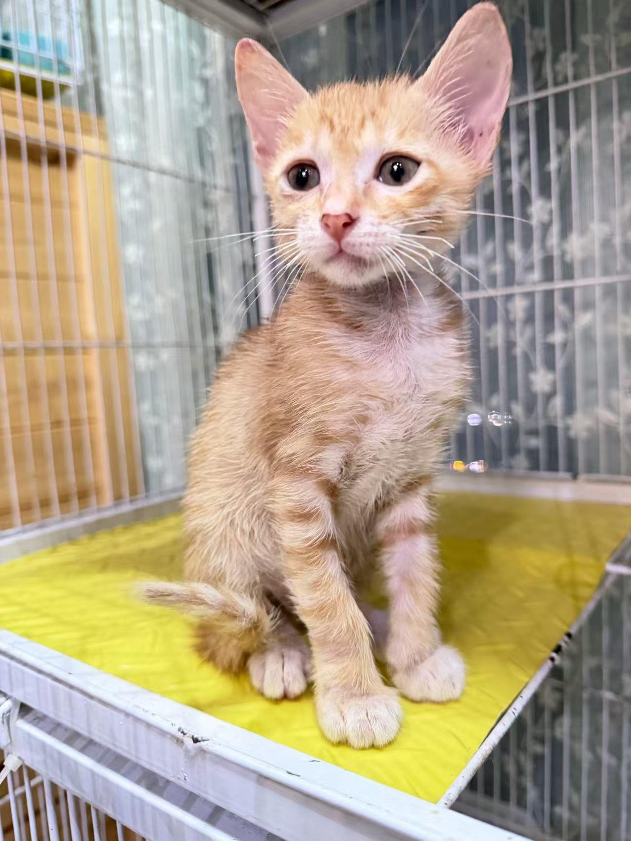 珠海，救助的橘猫寻找爱心领养
宠物品种:橘猫
宠物名 ：叉子
性别 ：公
年龄 