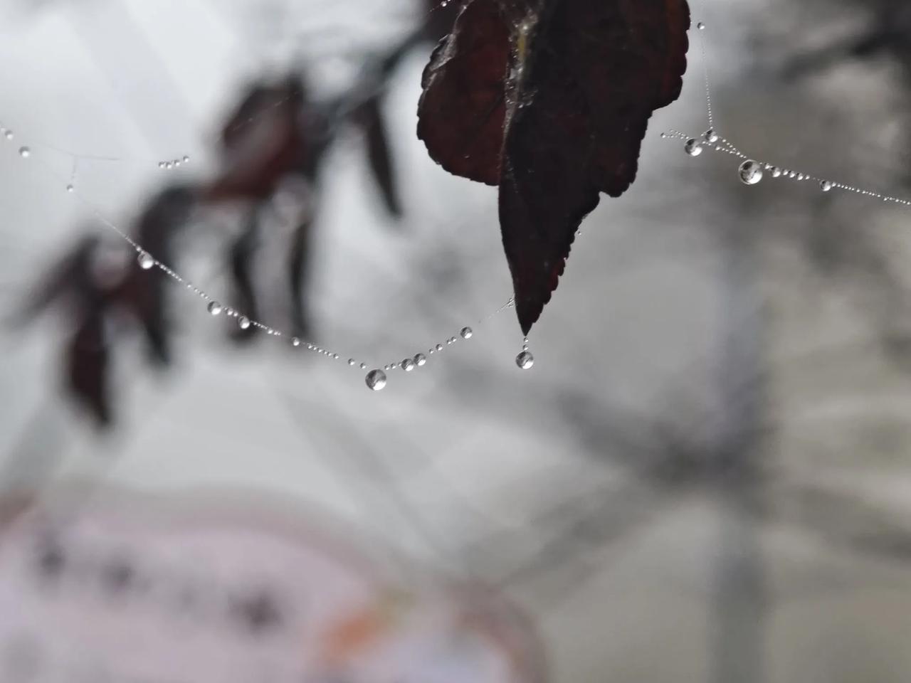 感冒了，吃饭成了艰难的选择。
中医说，肠胃弱，要吃点清淡的，不能吃鱼、肉，不要加