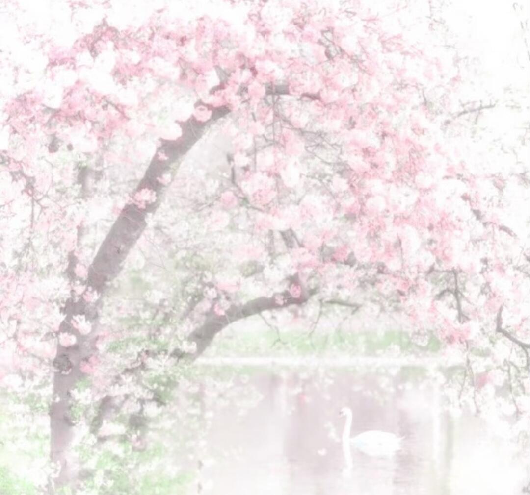 -让樱花逆流回枝头 