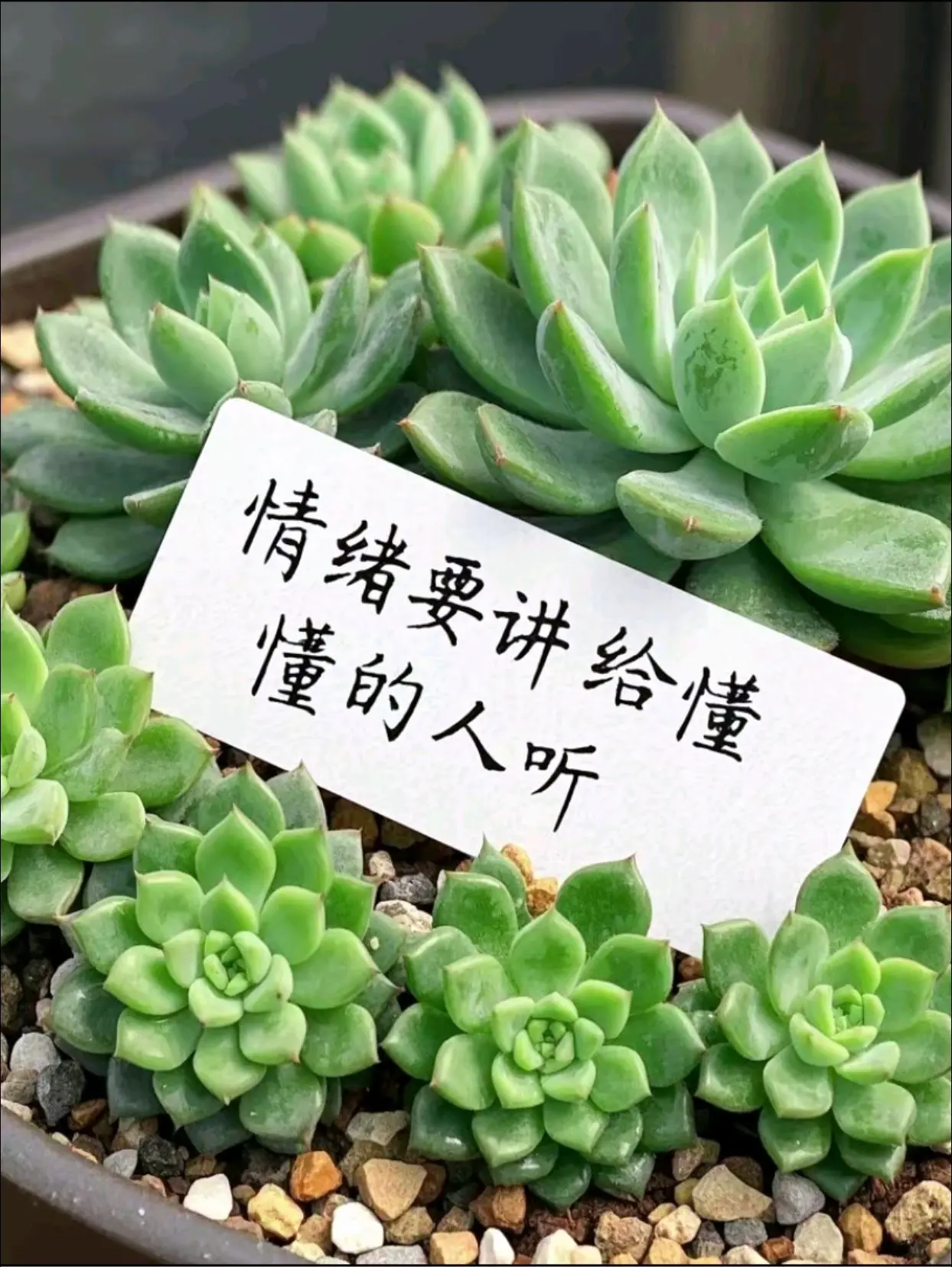 情绪要讲给懂的人听有趣的事要分享给有回应的人 “理解比一切都珍贵，懂得...