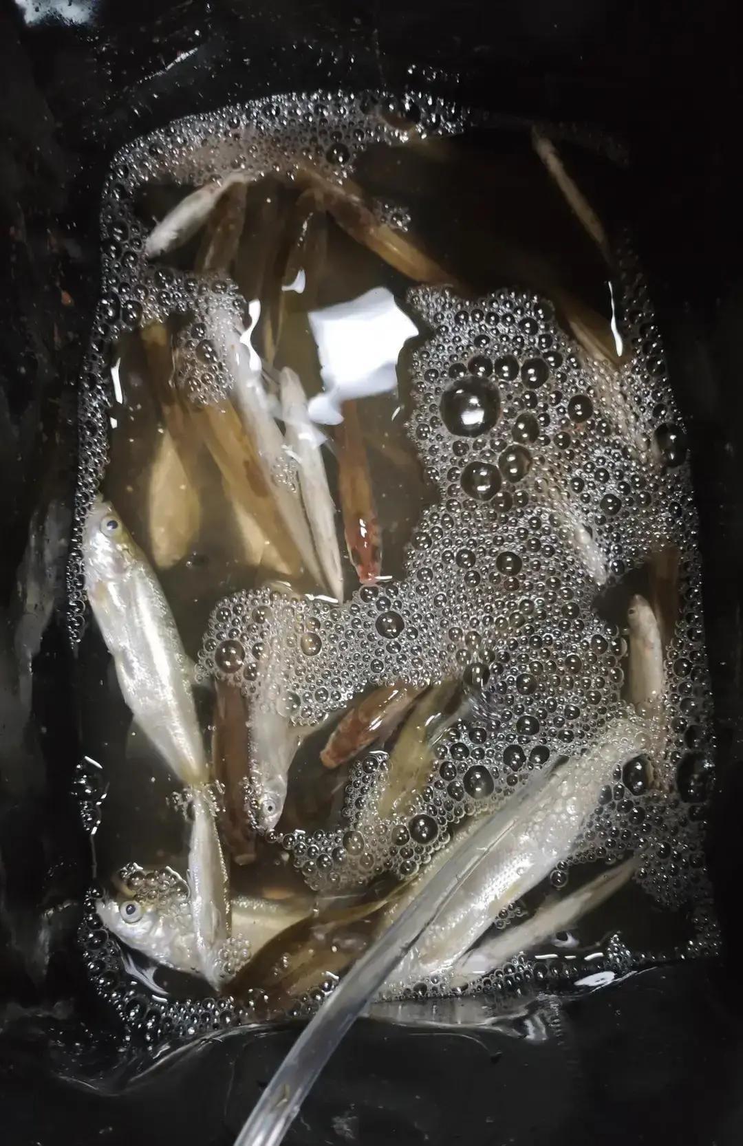 别再迷信大钩钓大鱼了。
 
中国钓协最新指南说了，早春钓鲫鱼，3号袖钩比5号多上