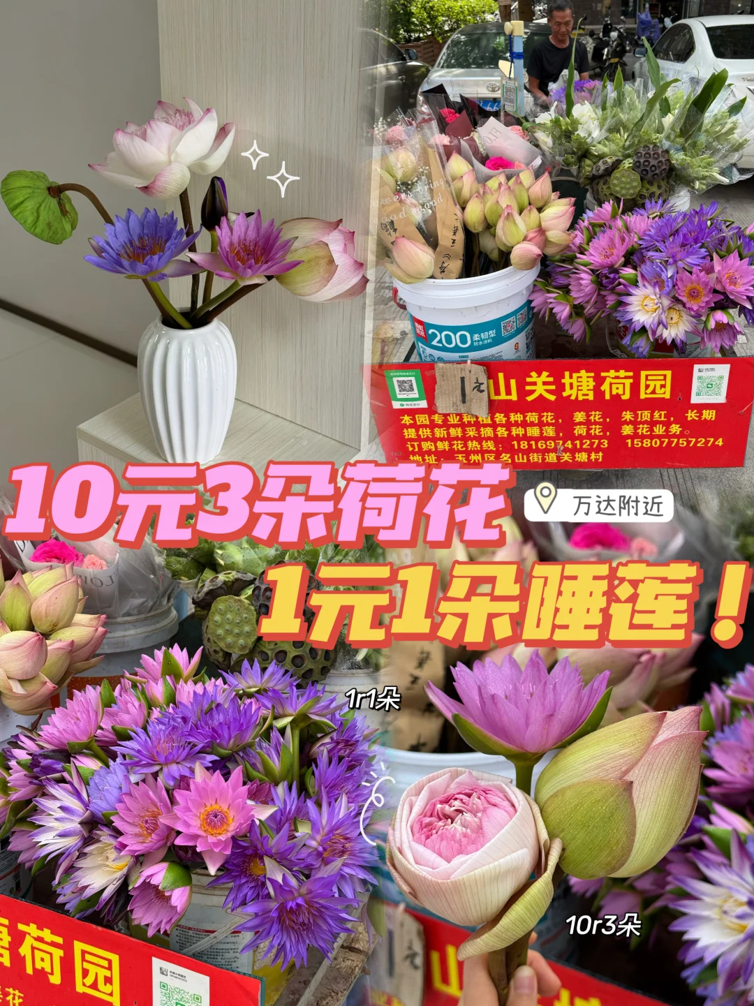 不在苏州！！！真的在广西玉林！！！🪷