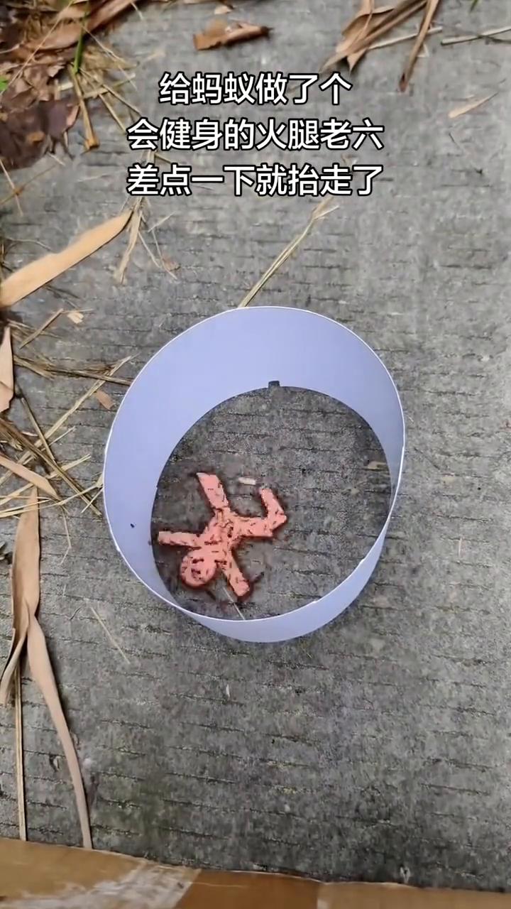 给蚂蚁做了个会健身的火腿老六，差点一下就抬走了。
一个小时后，明明是一个火腿饼，