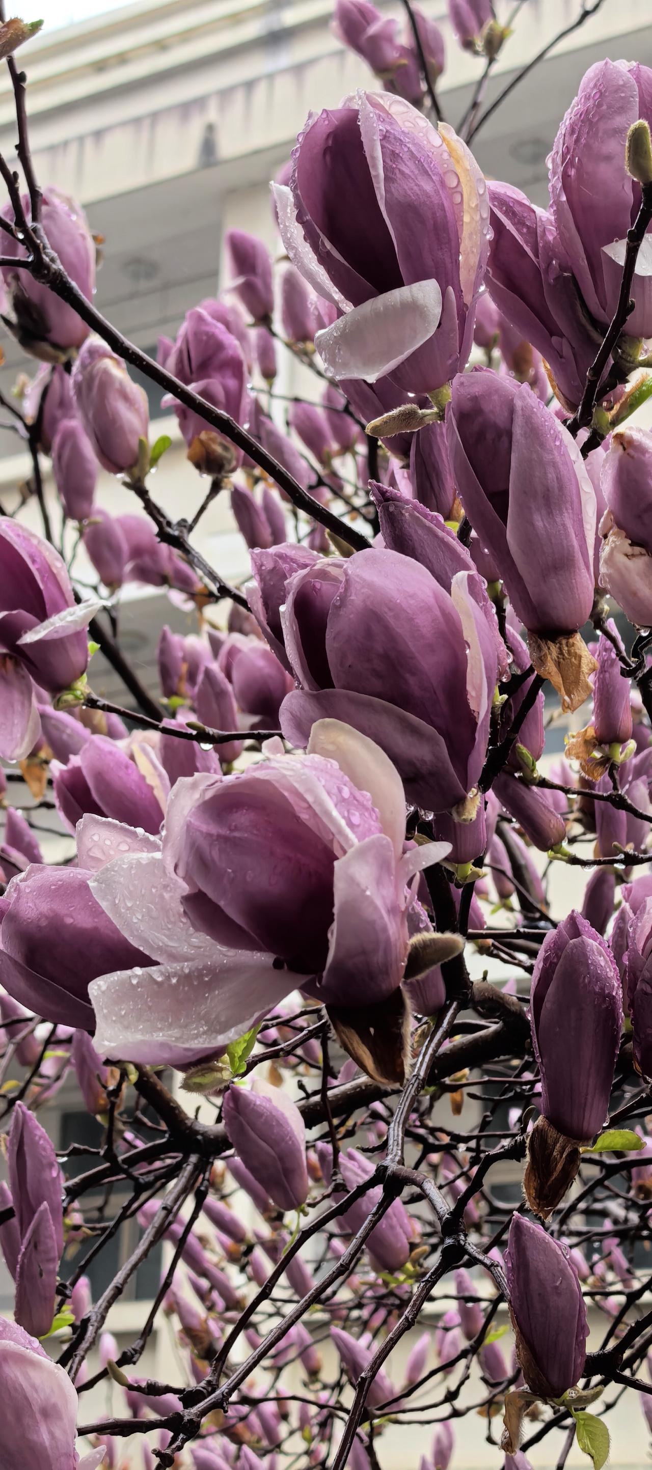 江南春早

迎春开了，油菜花开了。
海棠，杏花，桃花，梨花……
次第都开了。
嗯