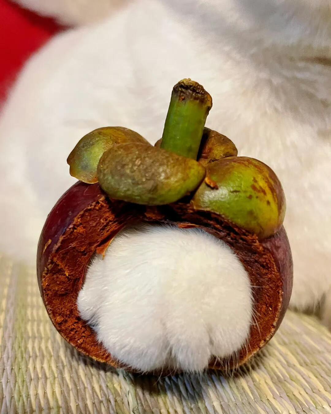 小猫爪怎么不算是山竹呢 ​​​