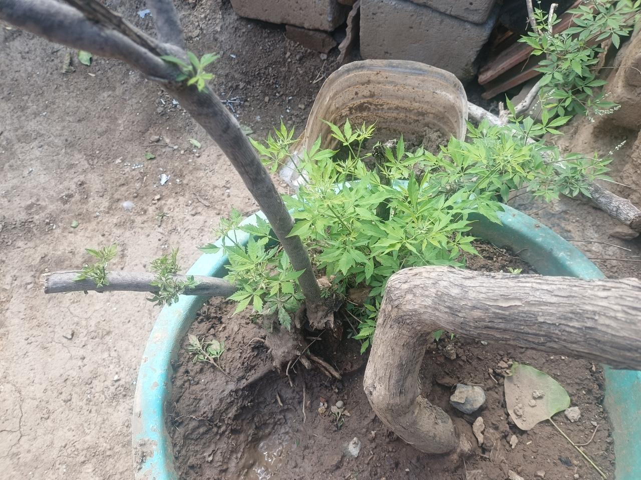 给刚学习形意拳的人一点个人建议，
练习劈拳先不要刻意发力，
先有蓄有放，轨迹合规