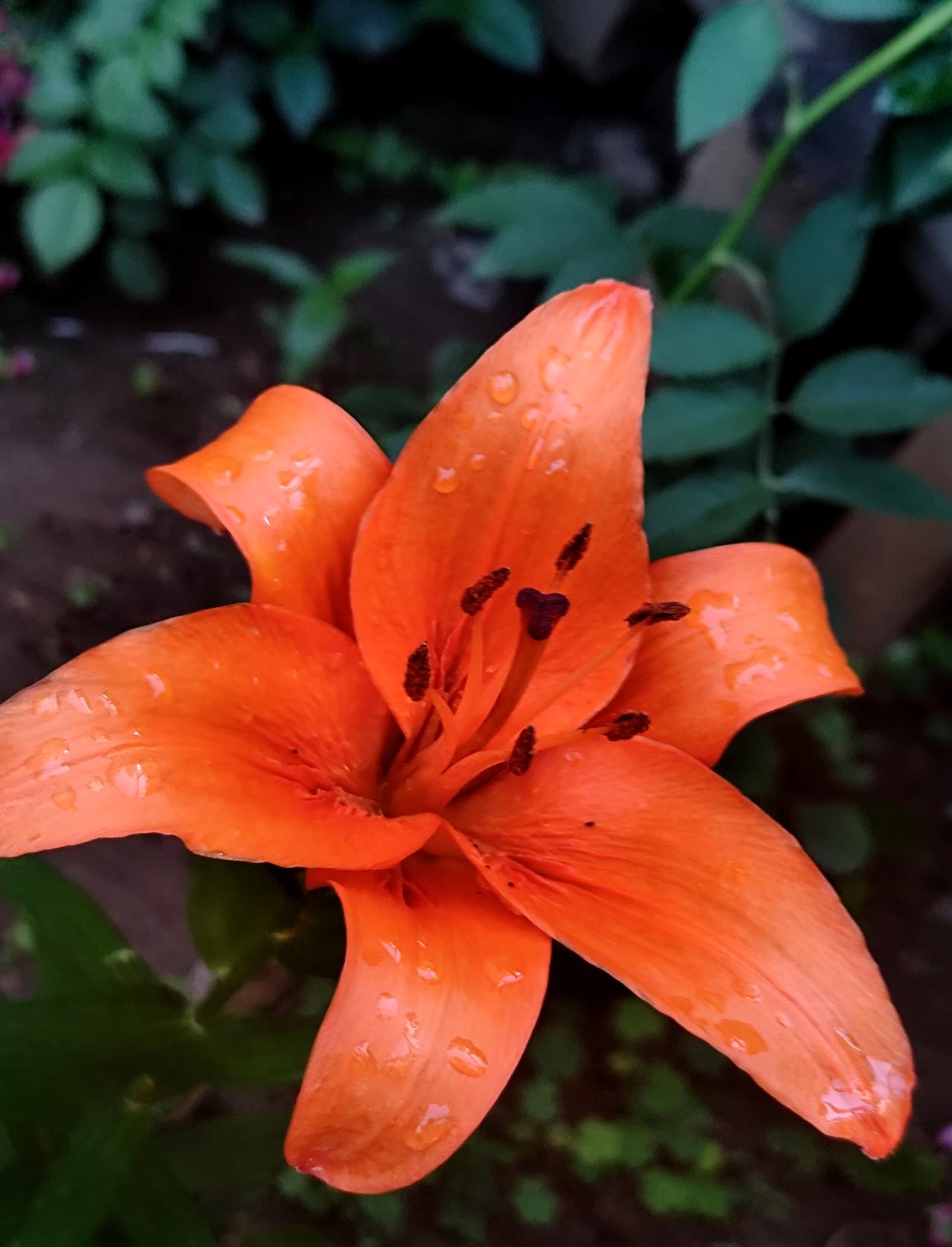 夏至日的《百合花》
   昨天是农历二十四节气夏至日，在一居民小区拍到已盛开的桔